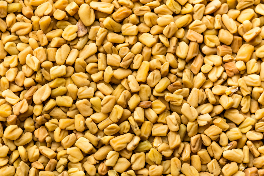 Fenugreek